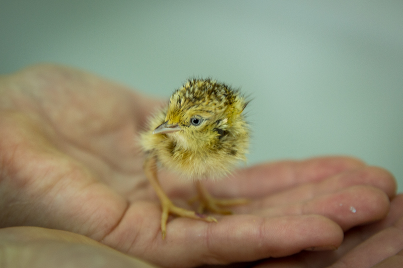 The one little guy.
